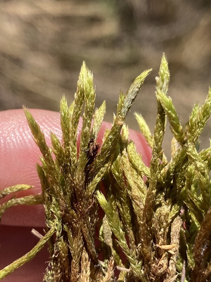 Turgid Brachythecium Moss photo 4