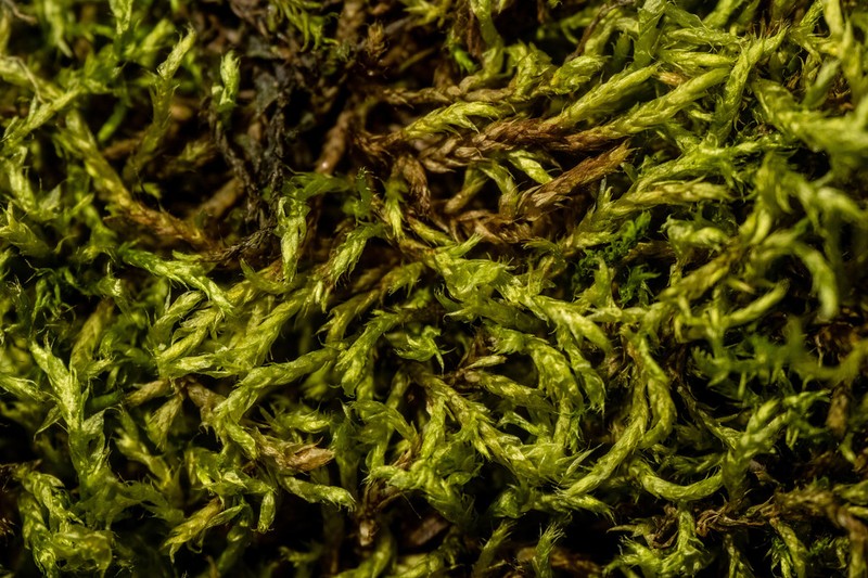 Turgid Brachythecium Moss photo 5