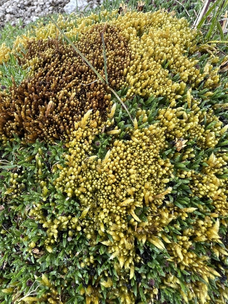 Turgid Brachythecium Moss photo 6