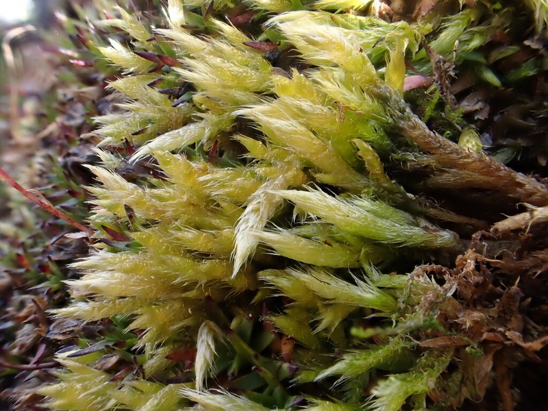 Turgid Brachythecium Moss photo 7