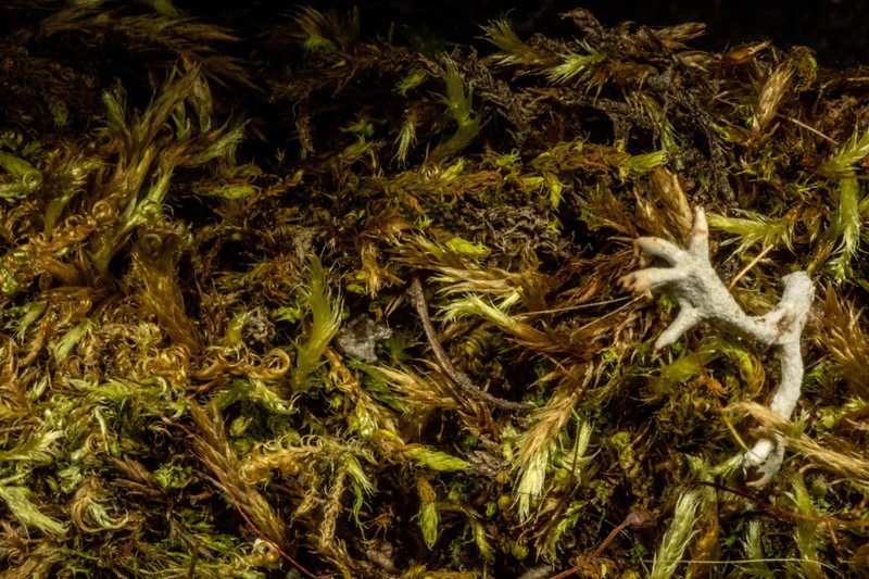 Turgid Brachythecium Moss photo 8