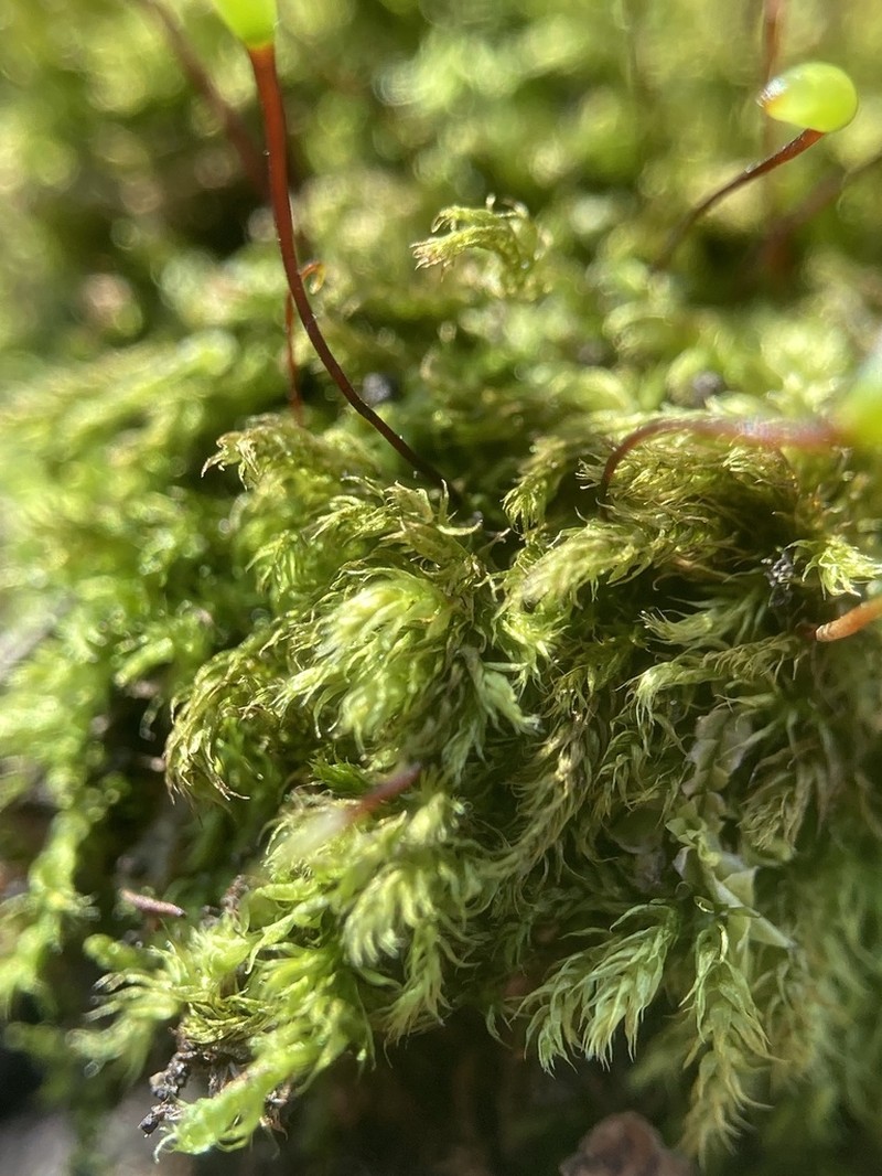 Brachythecium Moss