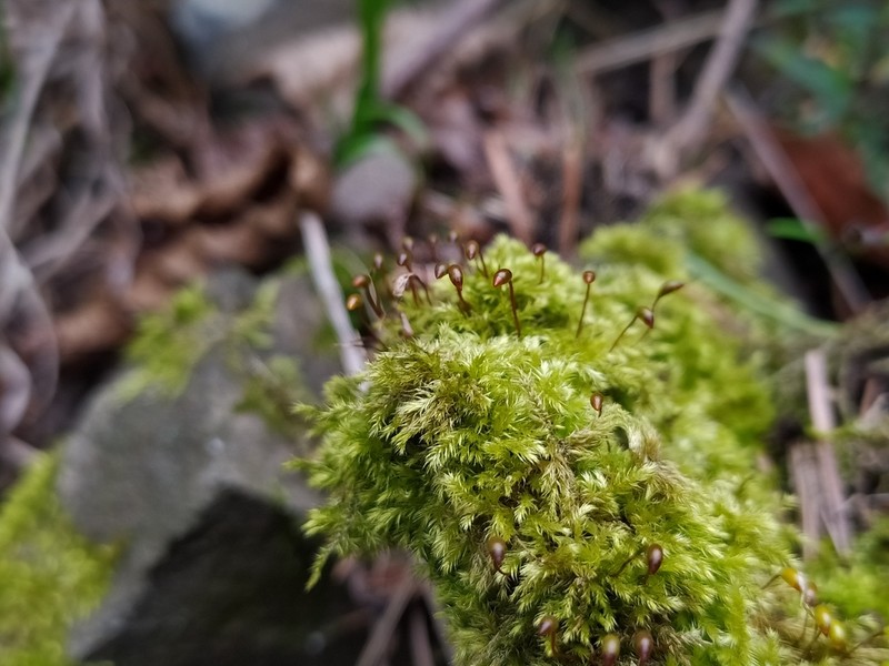 Brachythecium Moss photo 2