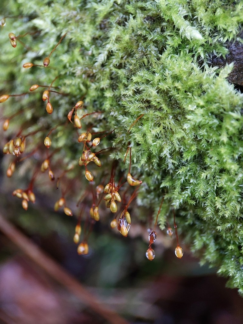 Brachythecium Moss photo 3