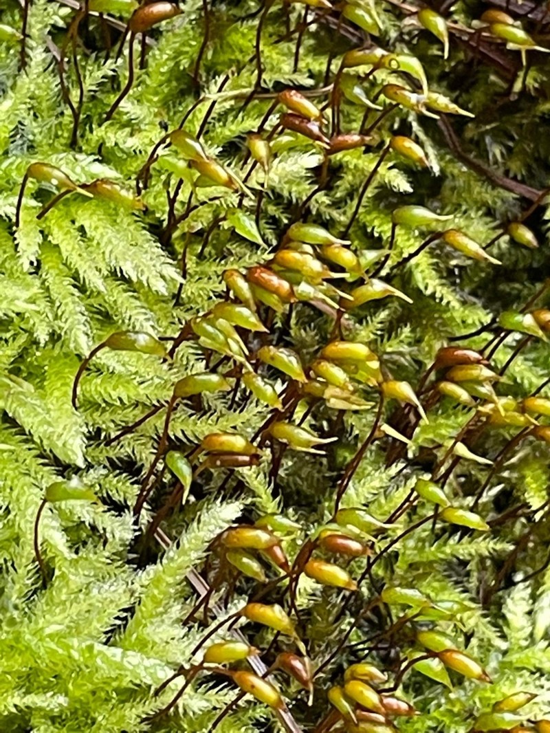 Brachythecium Moss photo 4