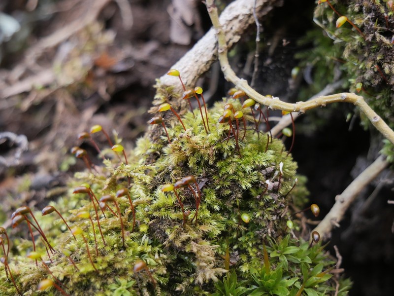 Brachythecium Moss photo 5