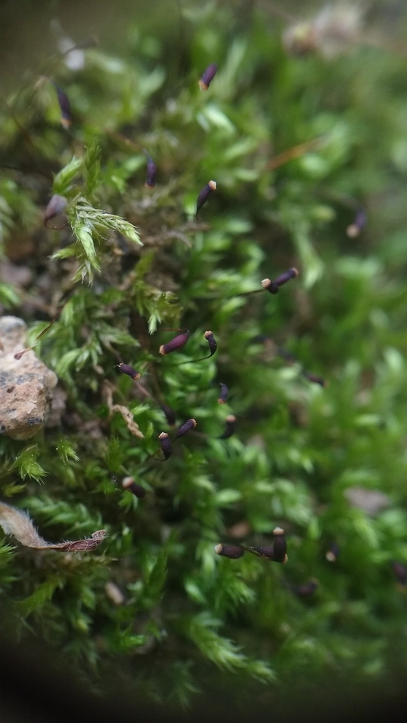 Brachythecium Moss photo 6