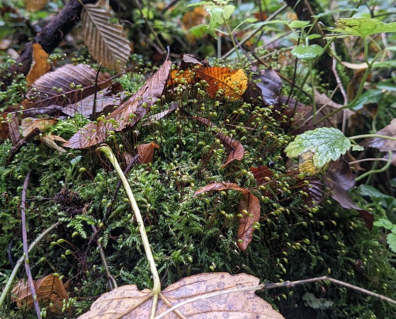Brachythecium Moss photo 7
