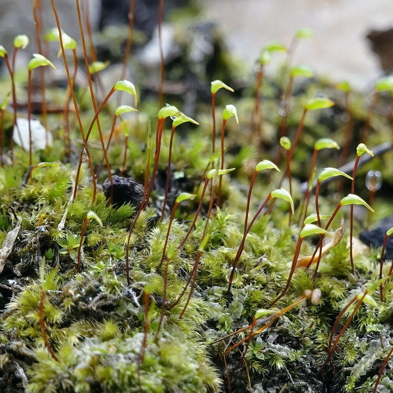 Brachythecium Moss photo 8