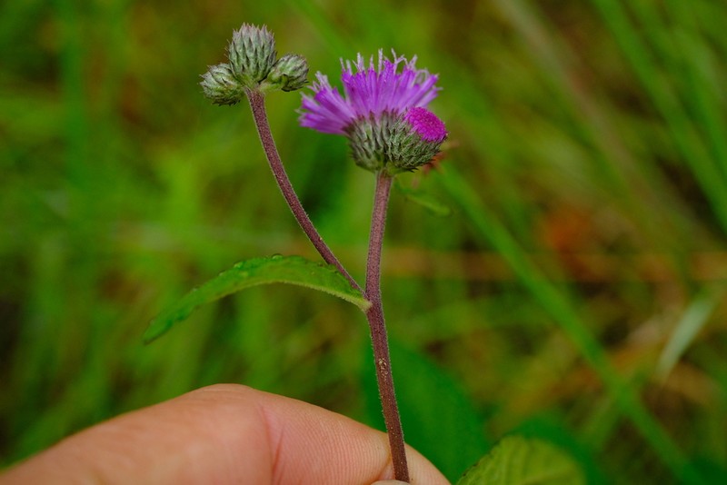 Brachythrix glomerata