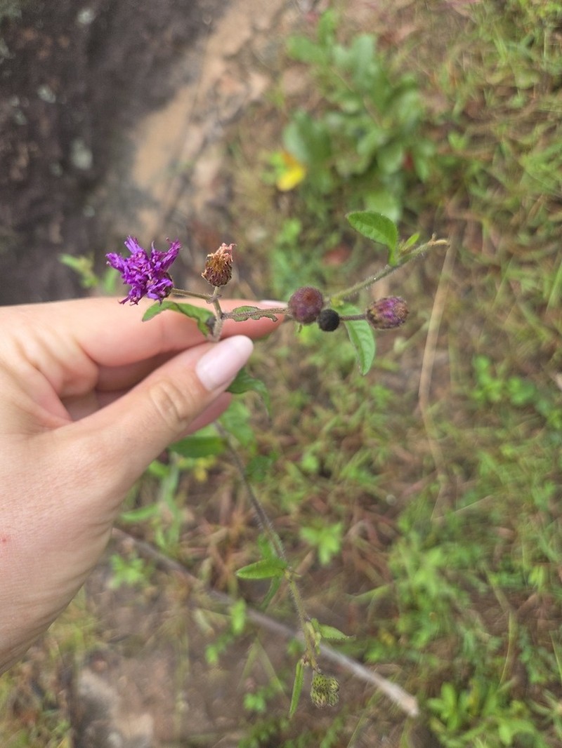 Brachythrix glomerata photo 2