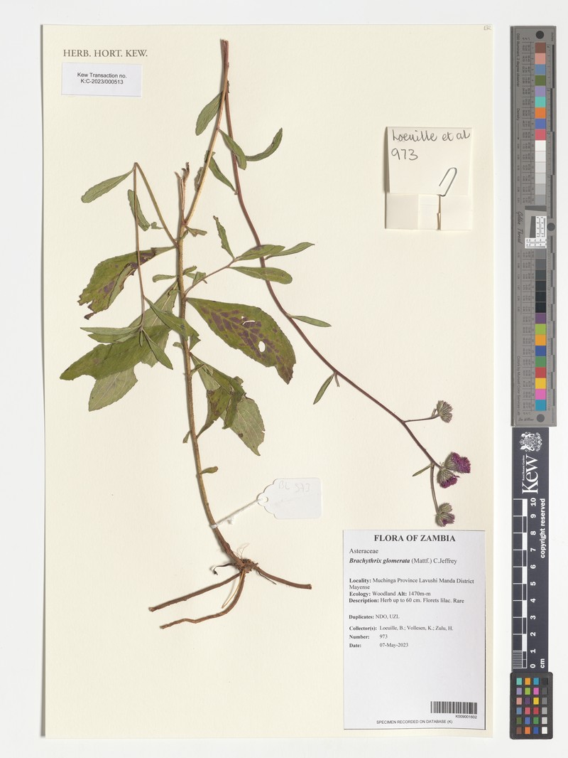 Brachythrix glomerata photo 3