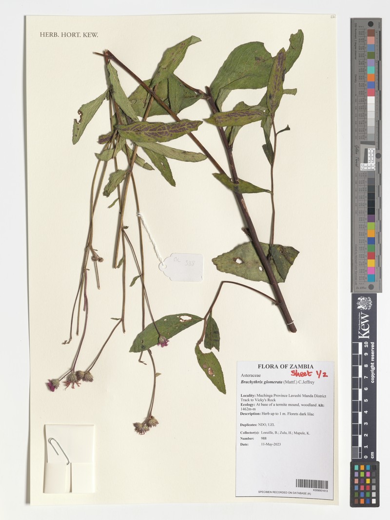 Brachythrix glomerata photo 4