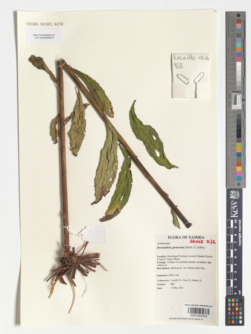 Brachythrix glomerata photo 5