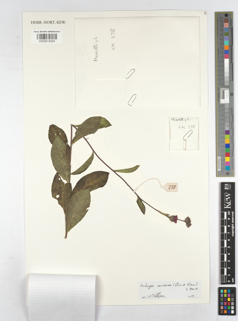Brachythrix glomerata photo 6