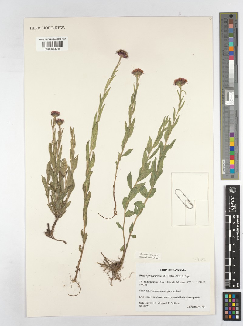 Brachythrix lugarensis