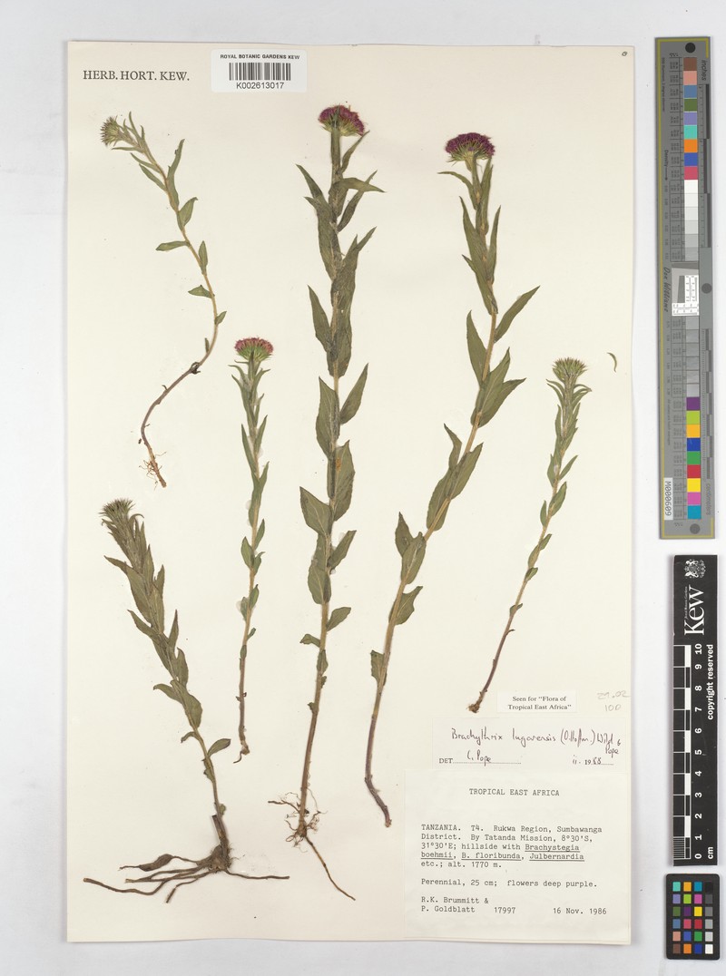 Brachythrix lugarensis photo 2