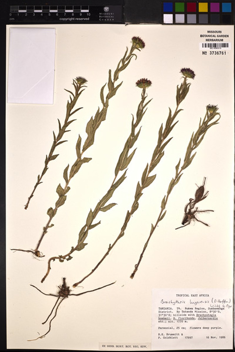 Brachythrix lugarensis photo 3