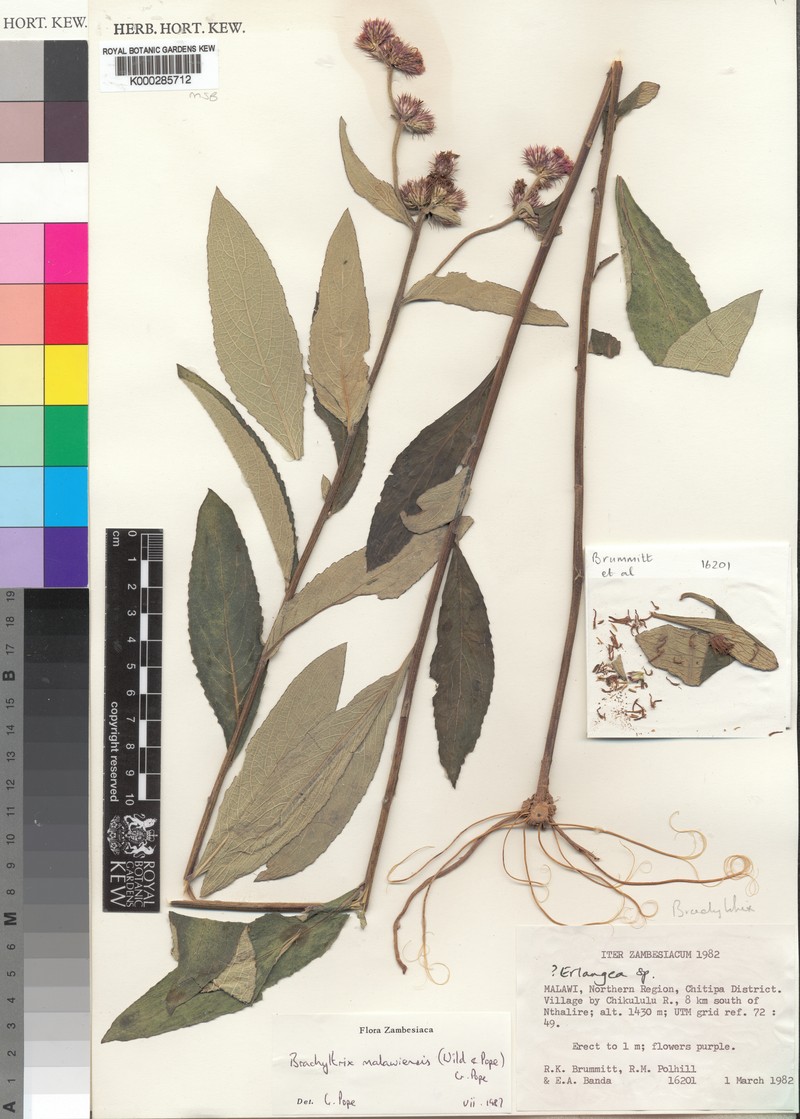 Brachythrix malawiensis