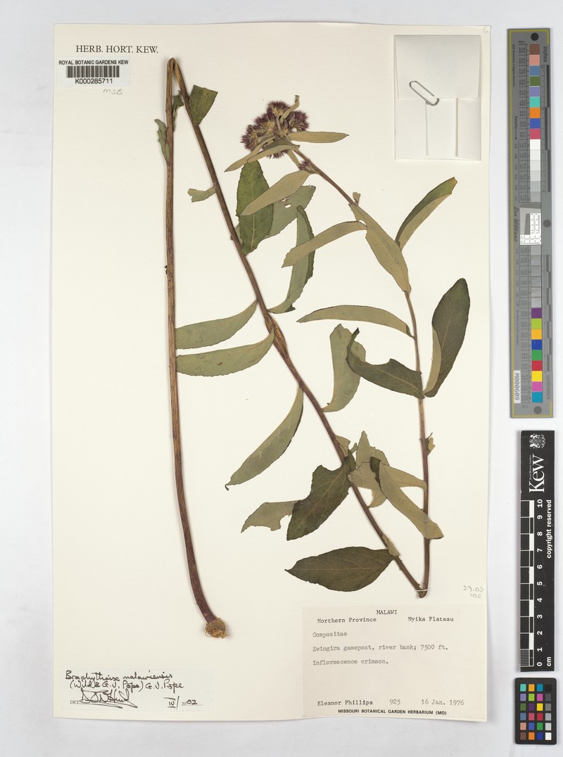 Brachythrix malawiensis photo 2