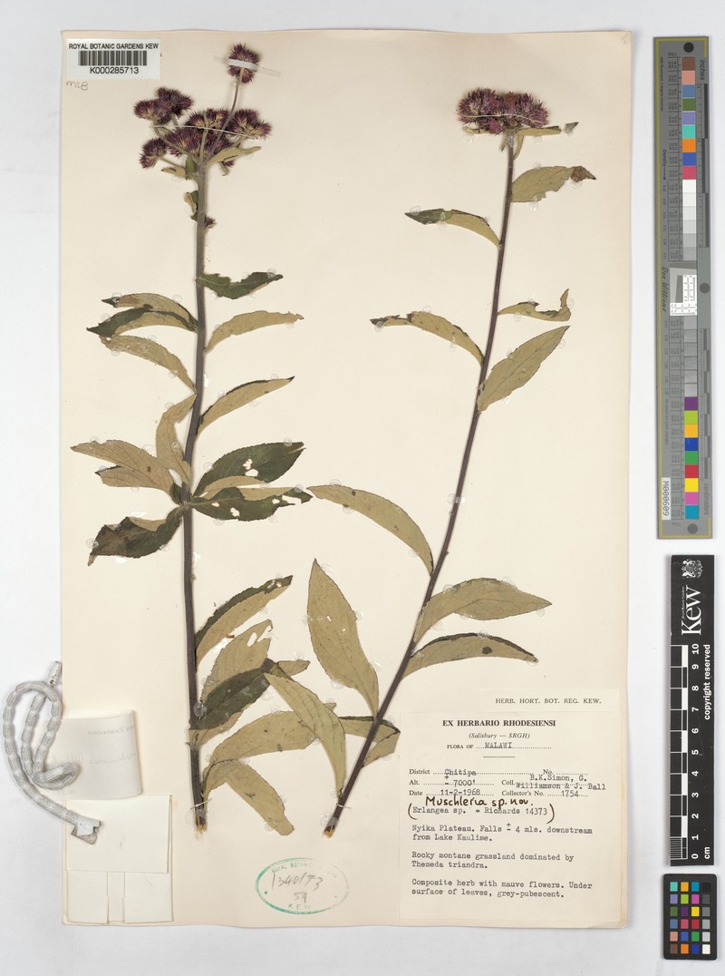 Brachythrix malawiensis photo 3