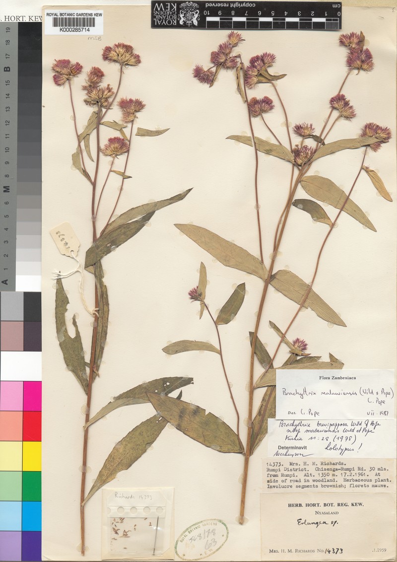 Brachythrix malawiensis photo 4
