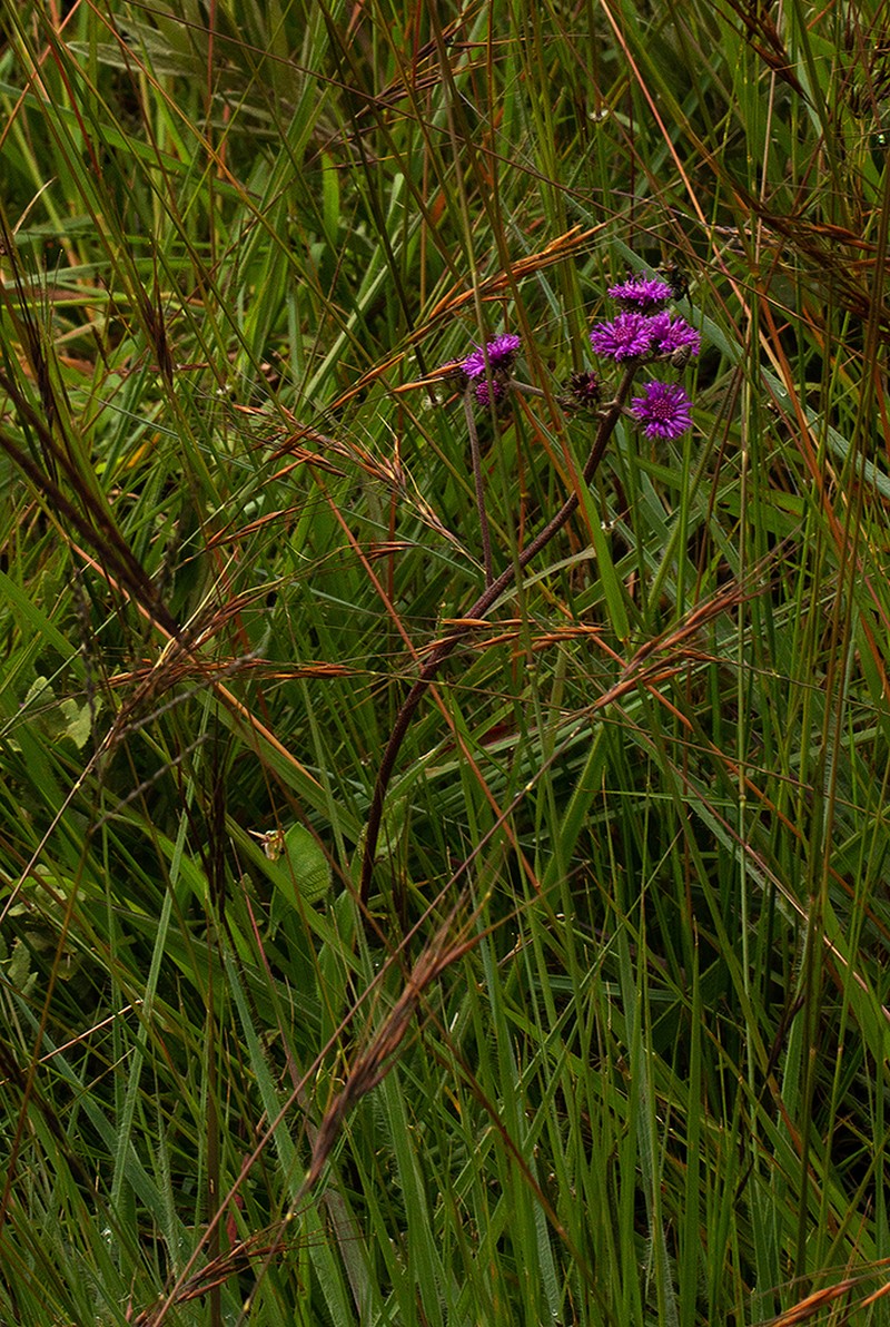 Brachythrix pawekiae photo 2