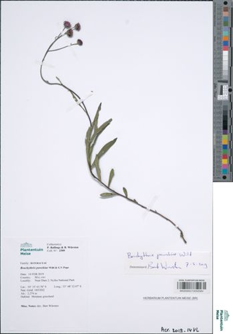 Brachythrix pawekiae photo 3