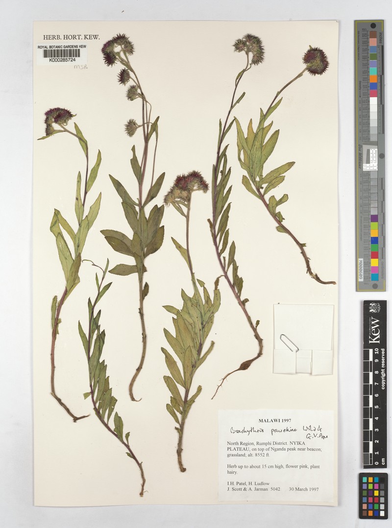 Brachythrix pawekiae photo 4