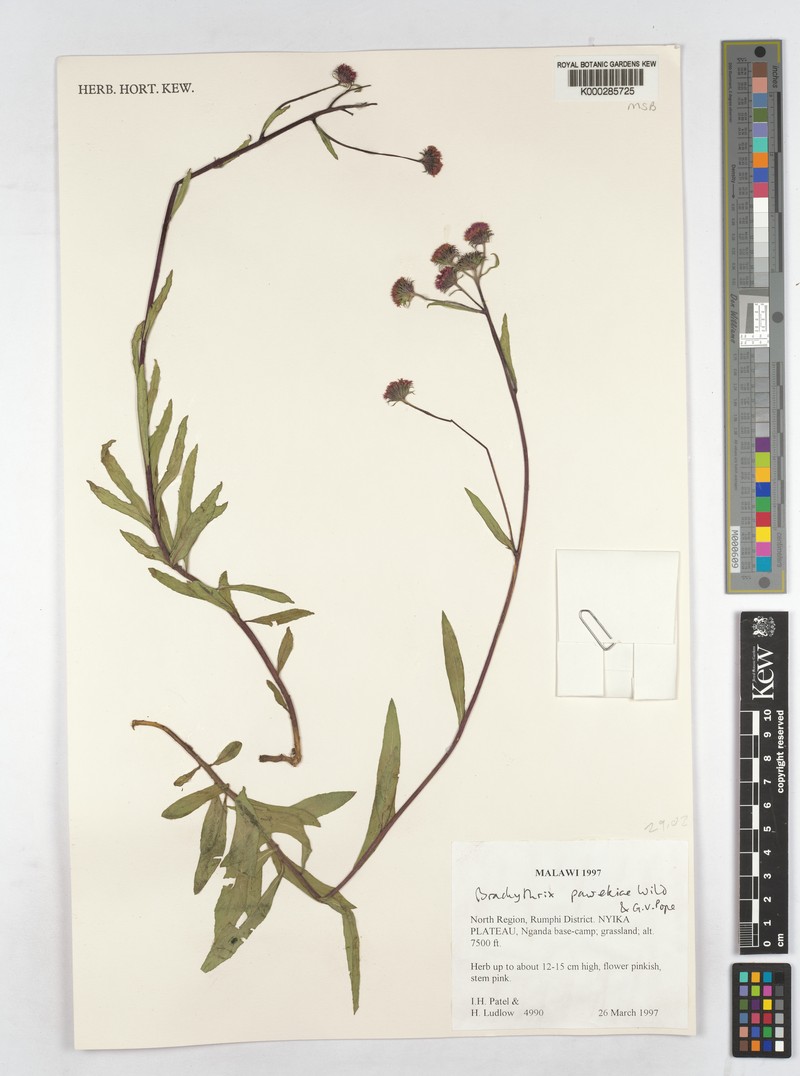 Brachythrix pawekiae photo 5