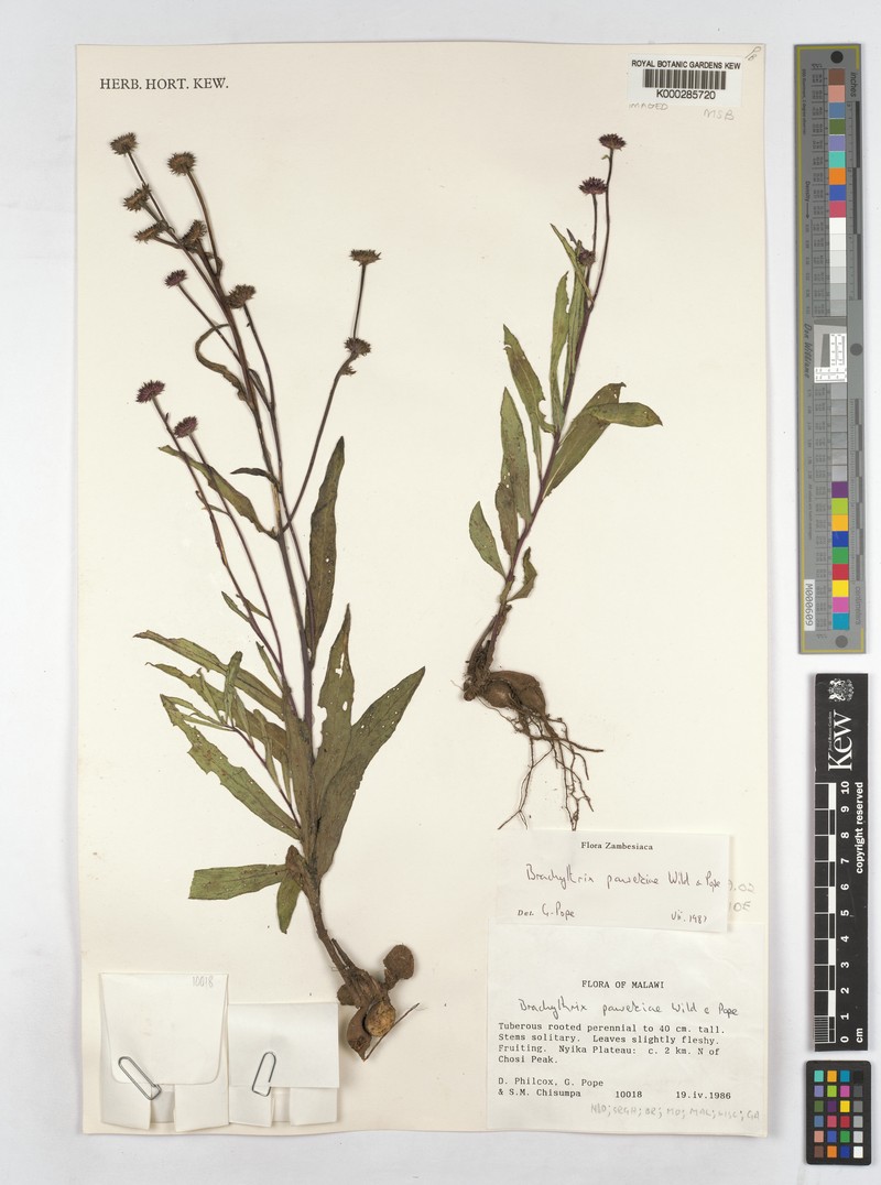 Brachythrix pawekiae photo 6