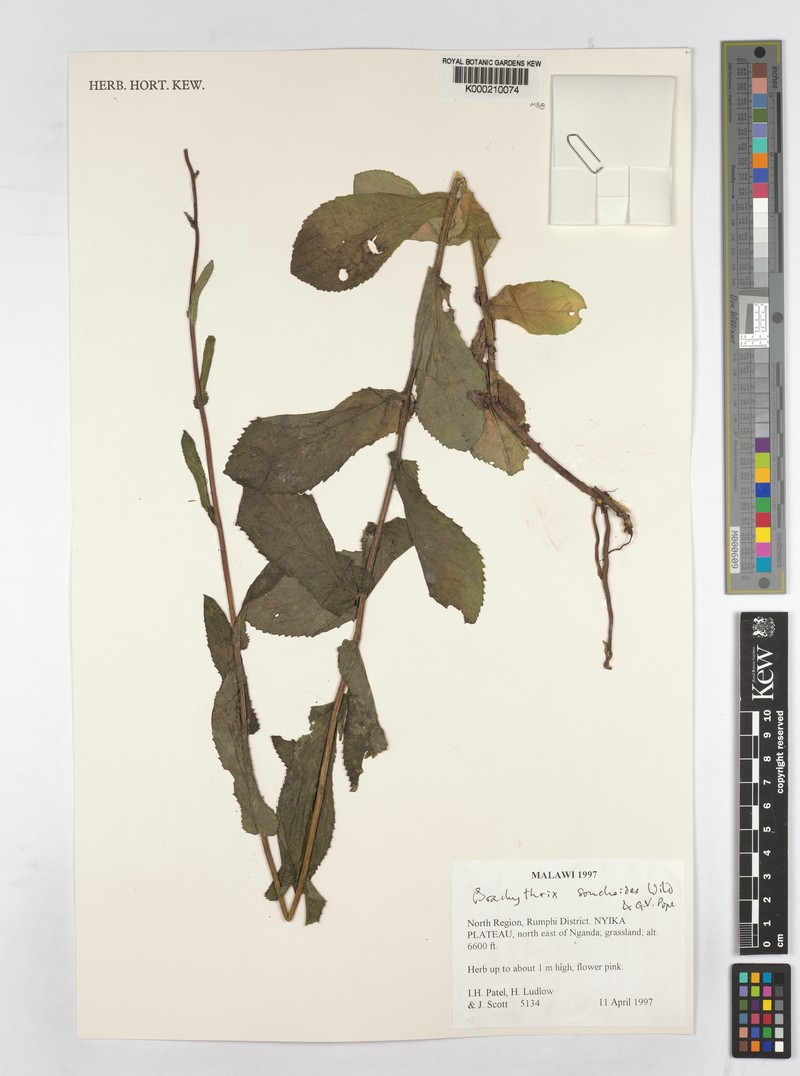 Brachythrix sonchoides