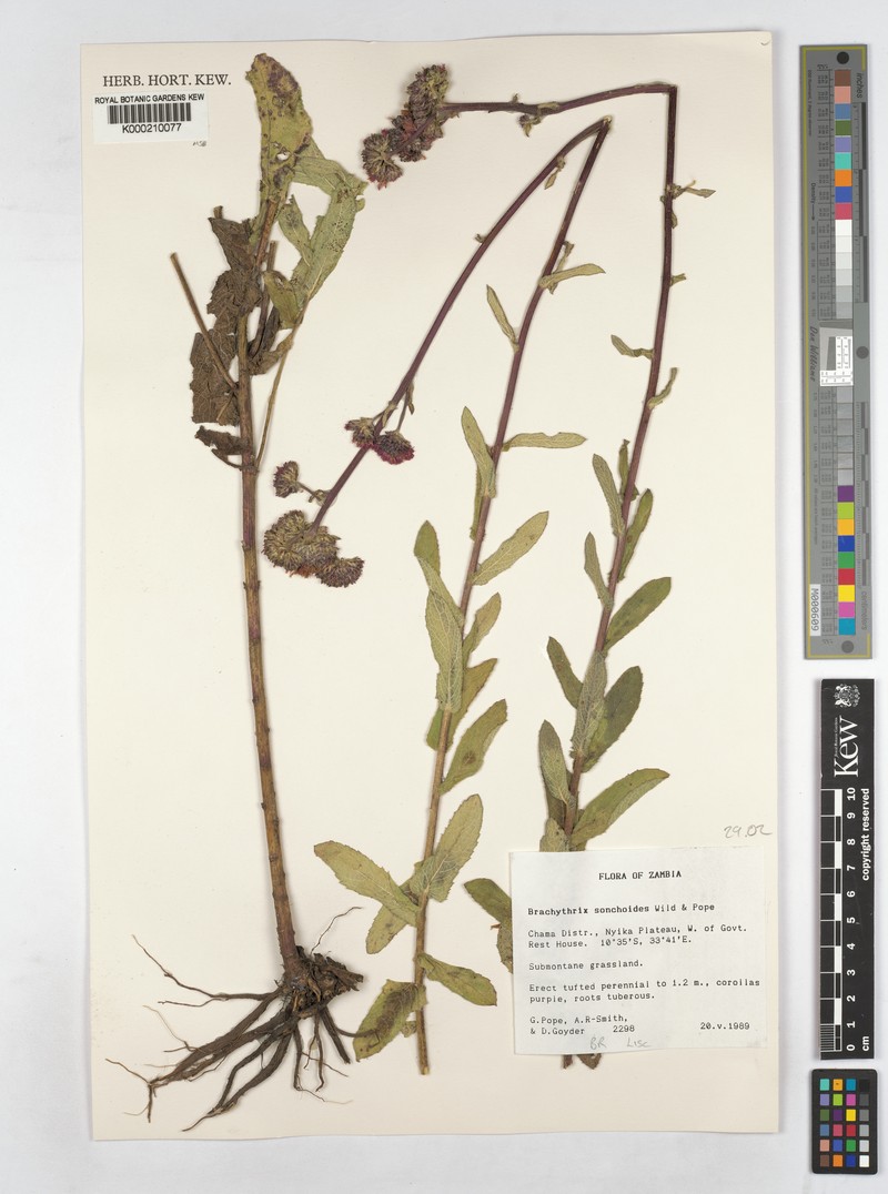Brachythrix sonchoides photo 2