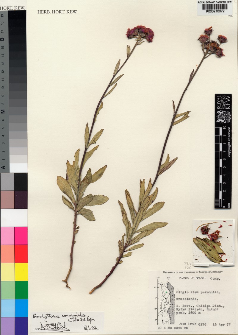 Brachythrix sonchoides photo 3