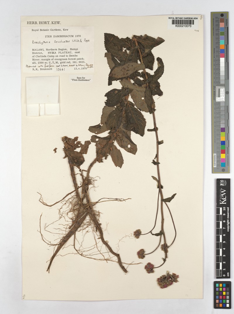 Brachythrix sonchoides photo 4