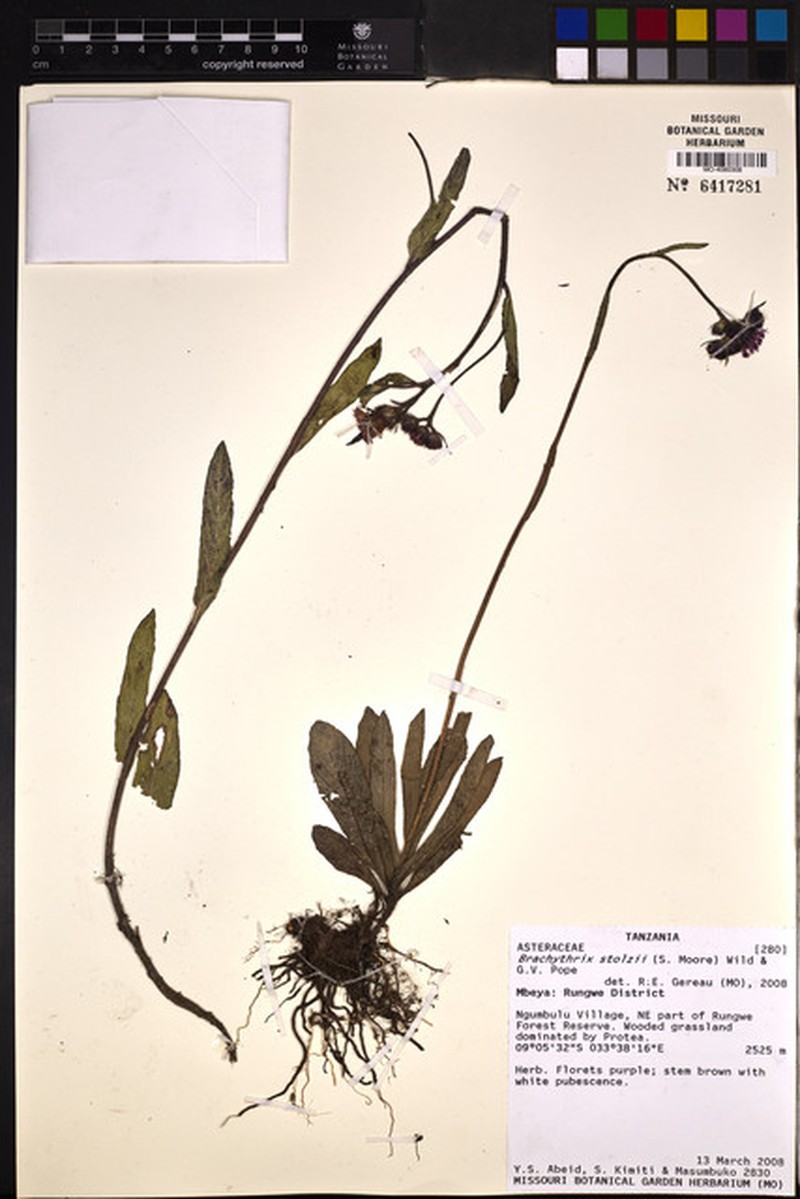 Brachythrix stolzii