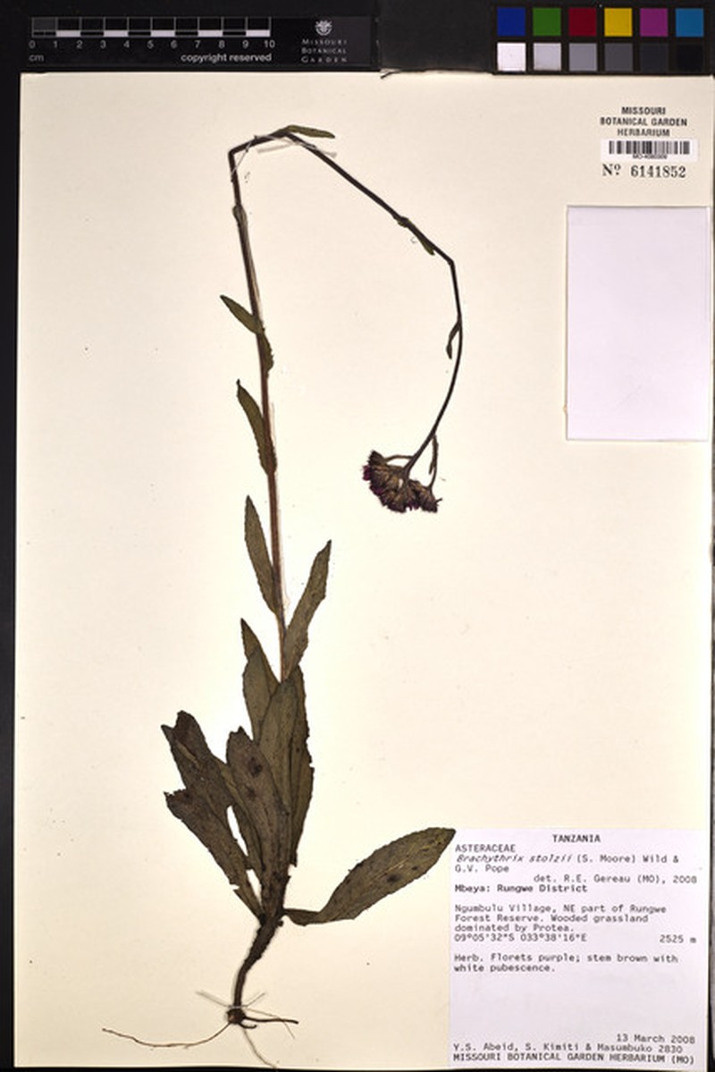 Brachythrix stolzii photo 2
