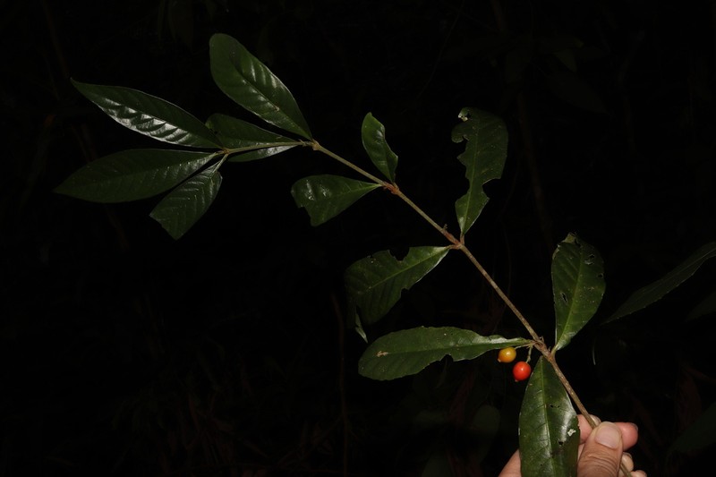 Brachytome hirtellata