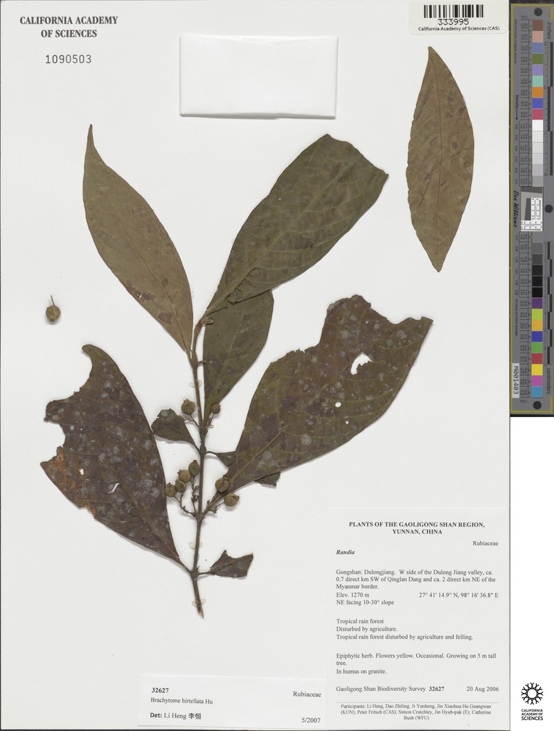 Brachytome hirtellata photo 2