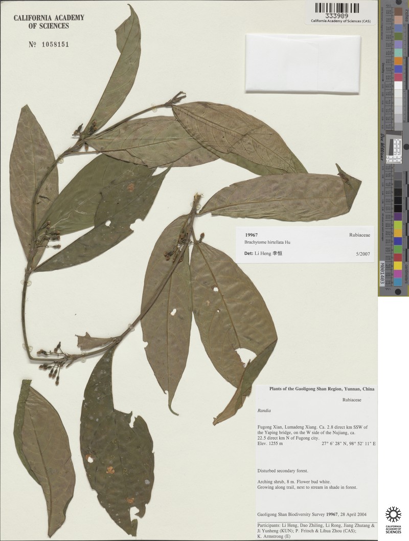 Brachytome hirtellata photo 3