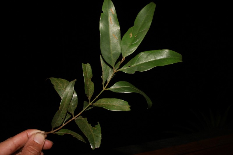 Brachytome pitardii