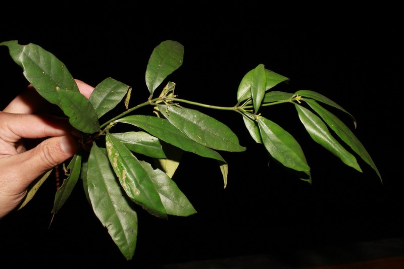 Brachytome pitardii photo 2