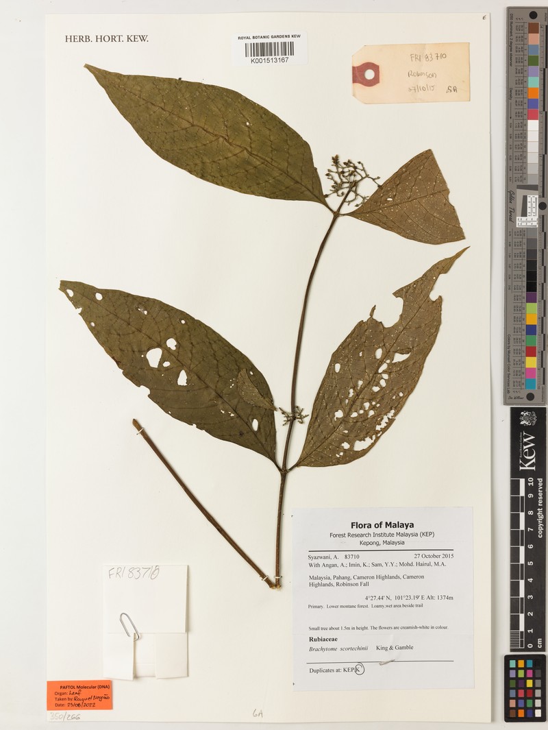 Brachytome scortechinii