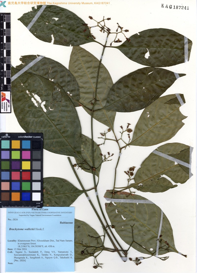 Brachytome wallichii