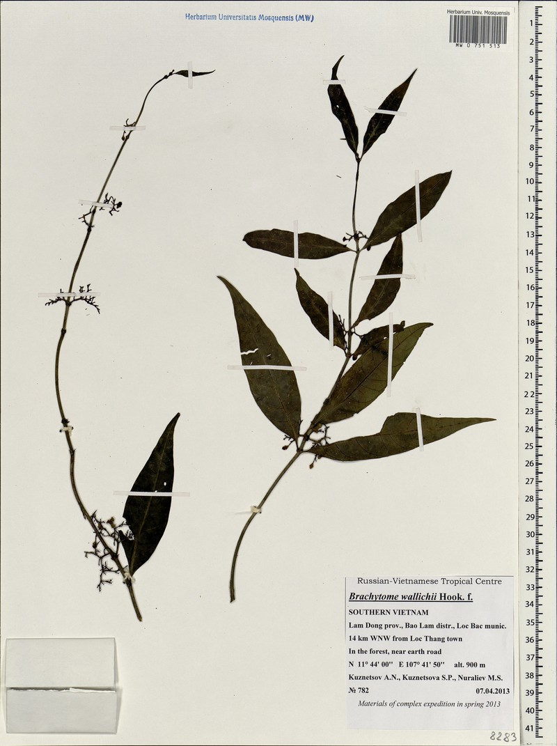 Brachytome wallichii photo 2
