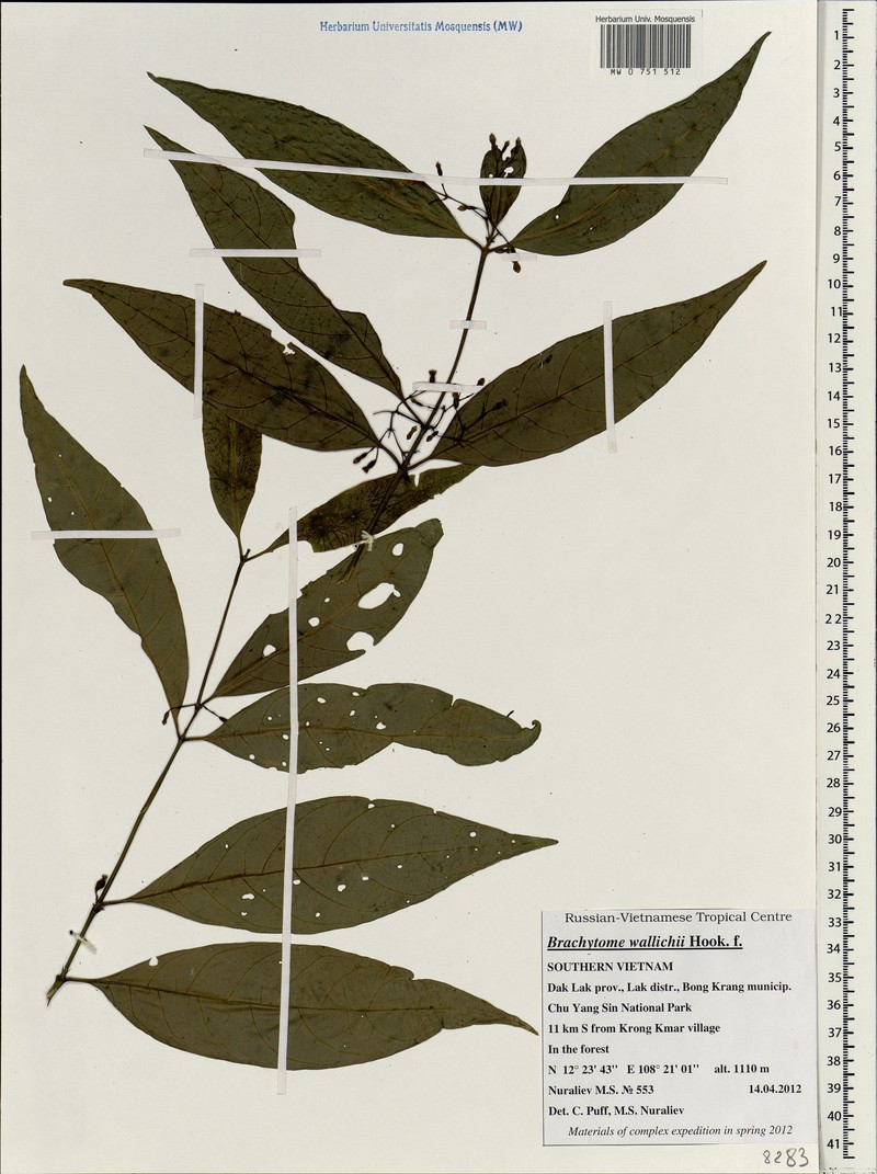 Brachytome wallichii photo 3