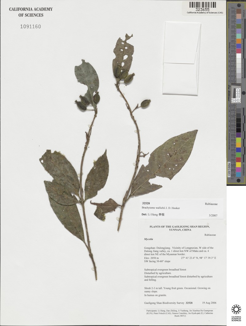 Brachytome wallichii photo 4