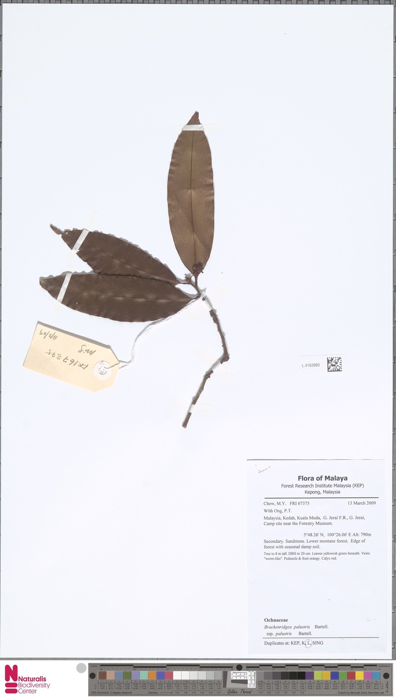 Brackenridgea palustris subsp. palustris