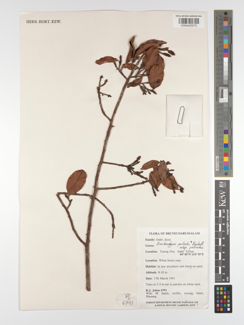 Brackenridgea palustris subsp. palustris photo 3