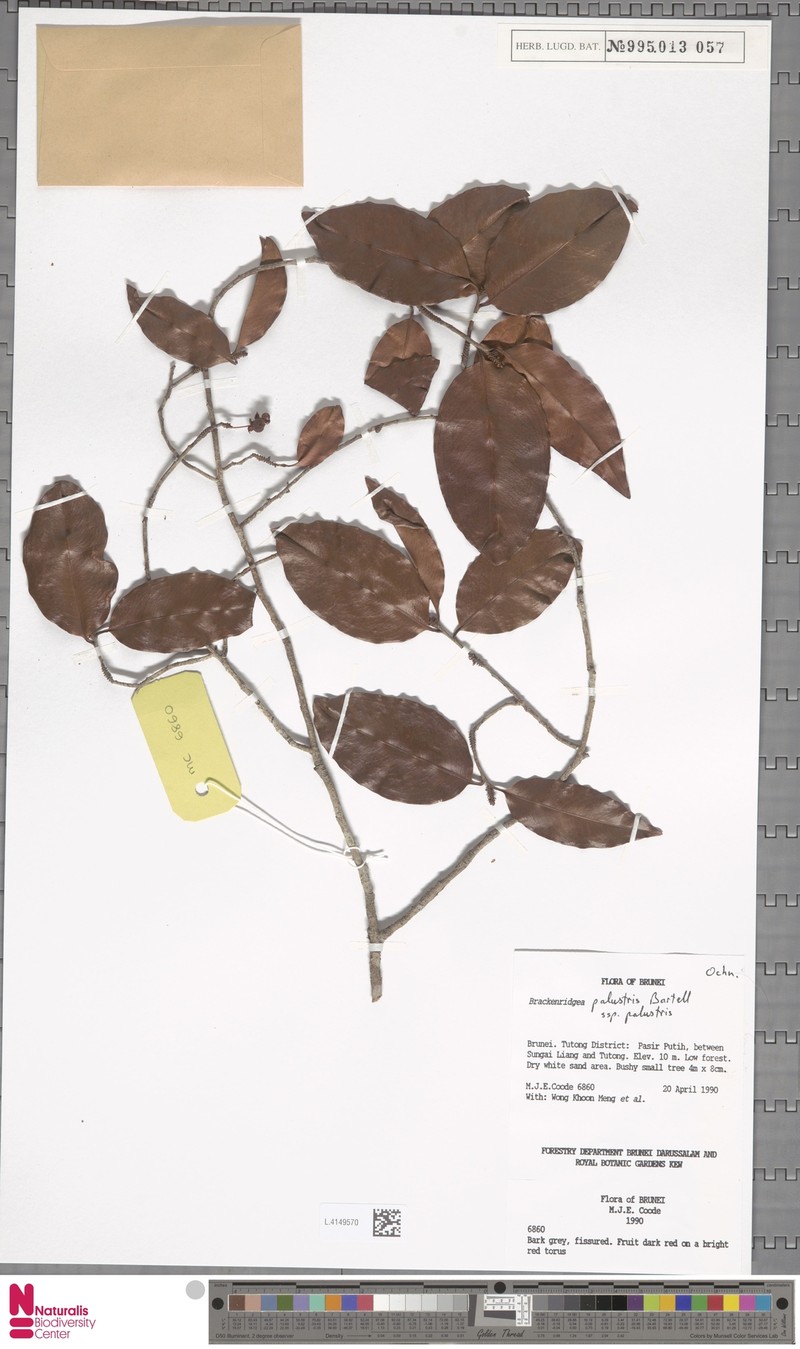 Brackenridgea palustris subsp. palustris photo 4